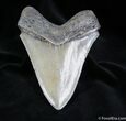 Megalodon Tooth With Stand #727-1